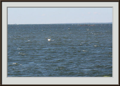 IMG_4399pf.jpg