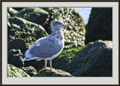 IMG_4549pf.jpg