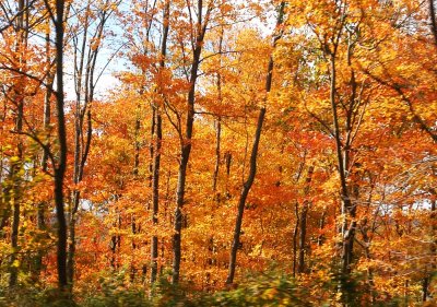 DSC_6340ar.jpg