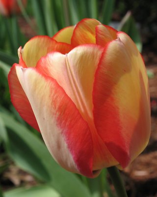 tulip0701.jpg
