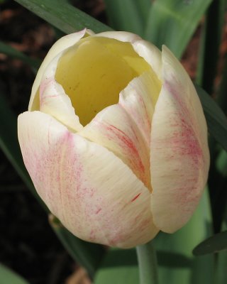 tulip0702.jpg