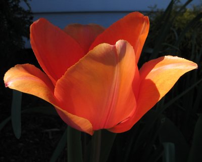 tulip0703.jpg