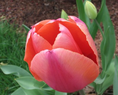 tulip0704.jpg