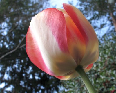 tulip0705.jpg