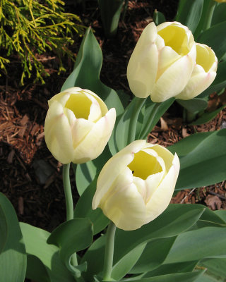 tulip0706.jpg