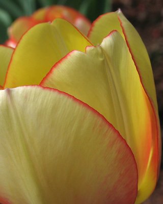 tulip0710.jpg