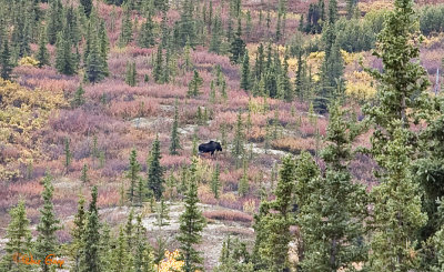 Moose at a Distance