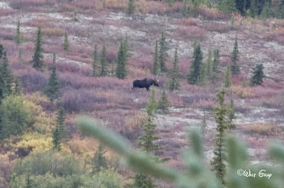 Enlarged Moose at a Distance