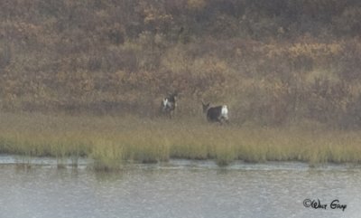 Caribou
