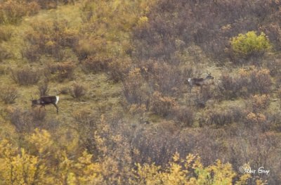 Caribou