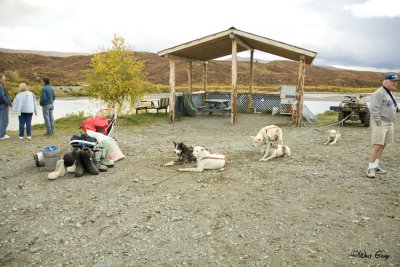 Sled Dogs