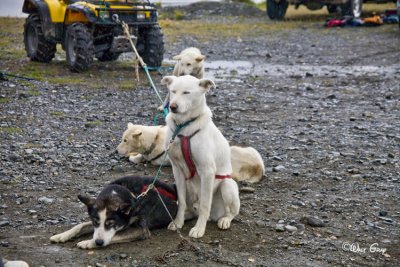 Sled Dogs