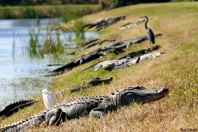 Alligator Gallery