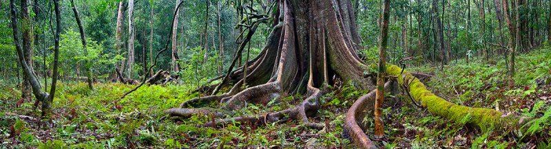 Bunya Fig
