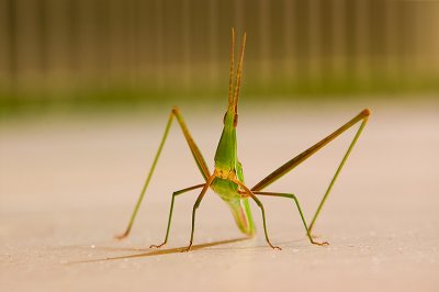 Giant Green Slantface Grasshopper