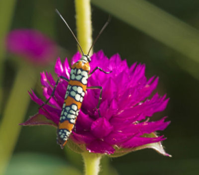 bug on flower