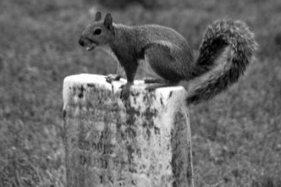 squirrel on gravestone