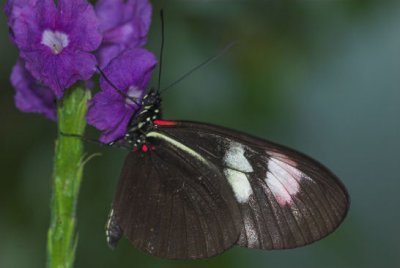 butterfly 1