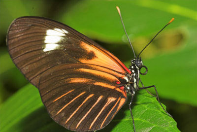 ButterFly House