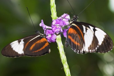 butterfly pair