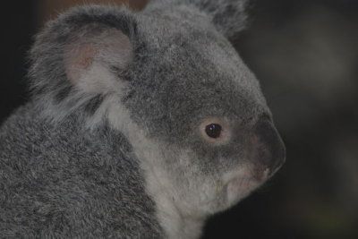 koaloa