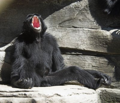 howler monkey yawn