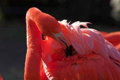 flamingo