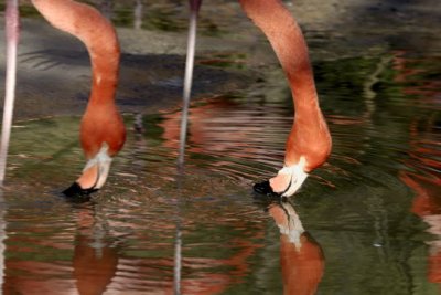 synchro drinking