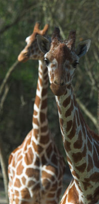 giraffe 2.jpg