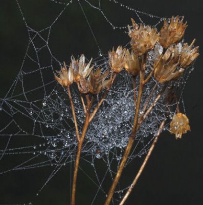 morning dew on a web