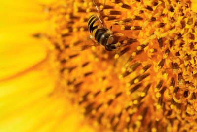 Bee on sunflower