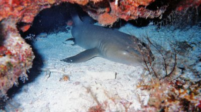 nurse shark