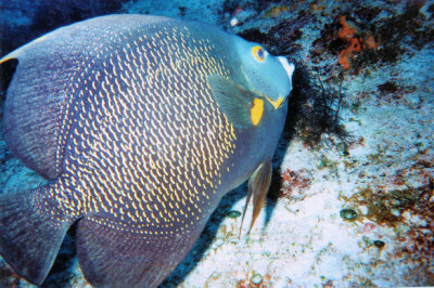 angel fish