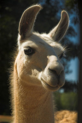 llama