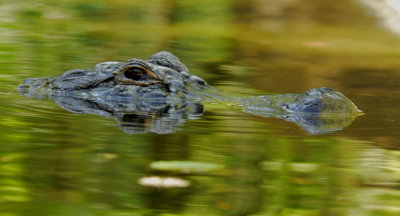 alligator head