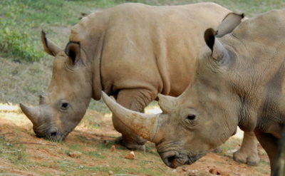 rhinos