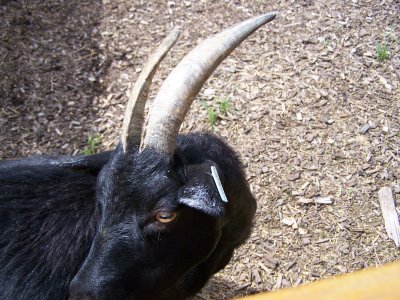 Pigmy goat in petting zoo