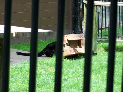 big cat playing with a box