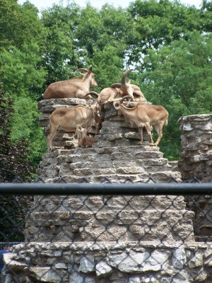mountain goats
