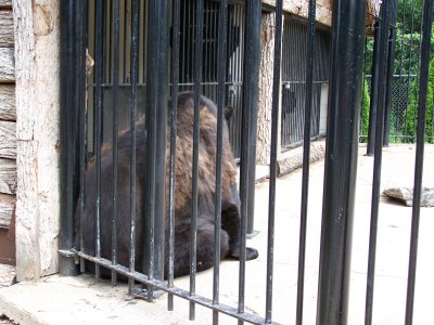 black bear