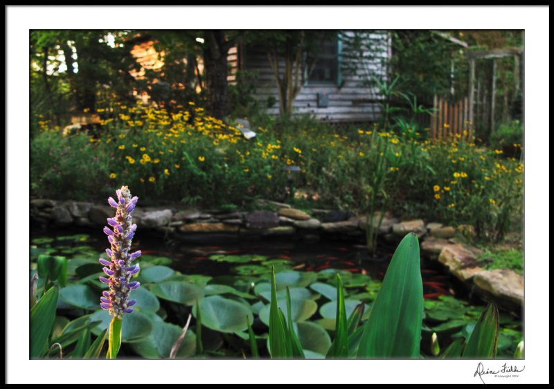 Water Garden/Studio early morning