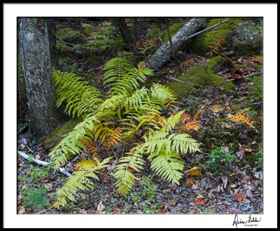Fern and Moss