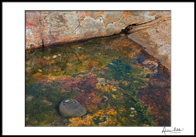 Tidal Pool at Seal Cove