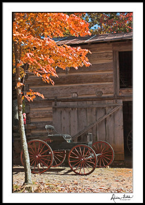 Buggy with Maple Tree