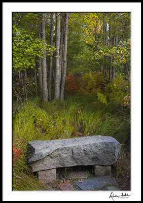 Wild Garden Bench