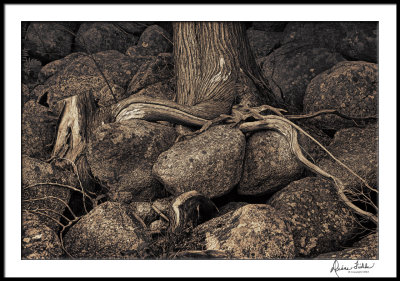 Roots and Rocks