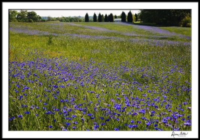 Field of Blue (cornflowers)