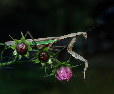 Praying Mantis