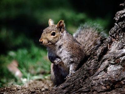 Squirrel