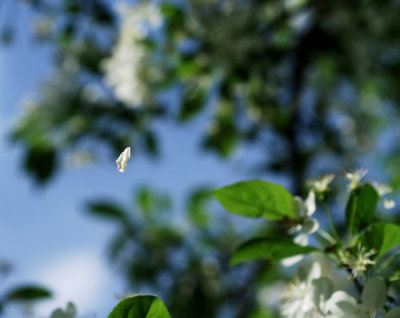 Falling Flower Petal